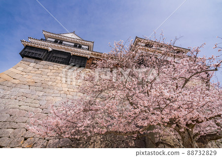 (Ehime Prefecture) Matsuyama Castle wall and cherry blossoms 88732829