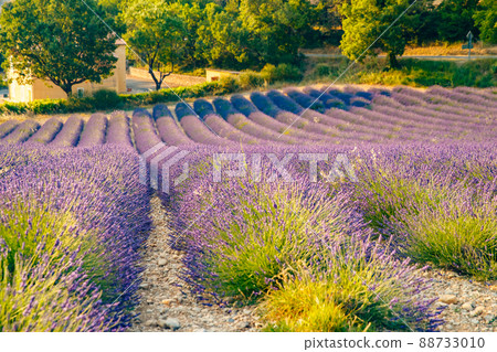 Are long rows of flowering lavender at sunset, field of lavender in France, Valensole, Cote Dazur-Alps-Provence, house on a background, backlit 88733010