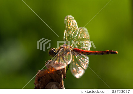 紅蜻蜓 sypetrum frequens 紅蜻蜓 sypetrum frequens 88733057