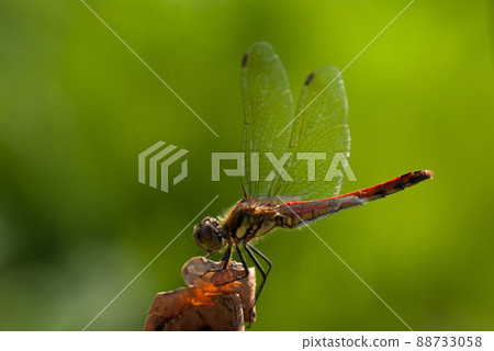 Red dragonfly sympetrum frequens Red dragonfly sympetrum frequens 88733058
