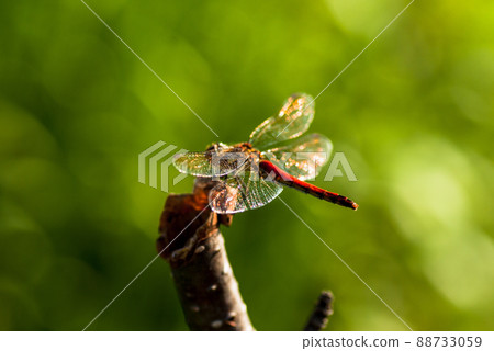 Red dragonfly sympetrum frequens Red dragonfly sympetrum frequens 88733059