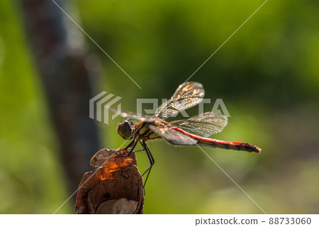 Red dragonfly sympetrum frequens Red dragonfly sympetrum frequens 88733060