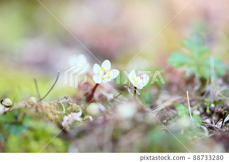 Flowers of Baikaouren 88733280