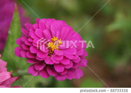 Affiliation 88733338