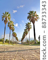 A tree-lined road of palms in Ako Kaihin Park 88733343