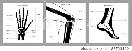 Human bones scheme 88733360