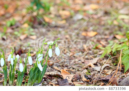 雪花蓮花蕾 88733396