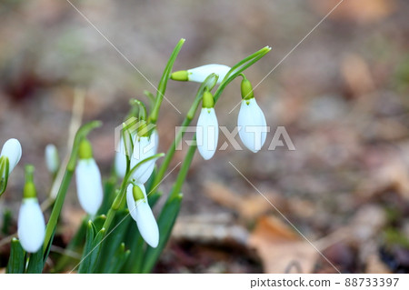 Snowdrop flower buds Snowdrop flower buds 88733397