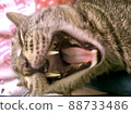 A cat yawning on a blanket 88733486