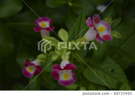 藍豬耳 藍豬耳 88733493