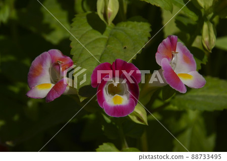 Torenia Torenia 88733495