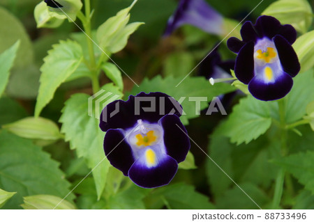 Torenia Torenia 88733496