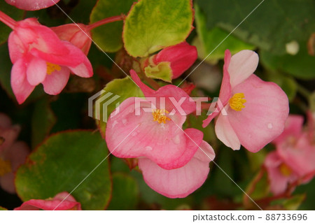 Bekonia Bekonia 88733696