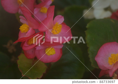 Bekonia Bekonia 88733697