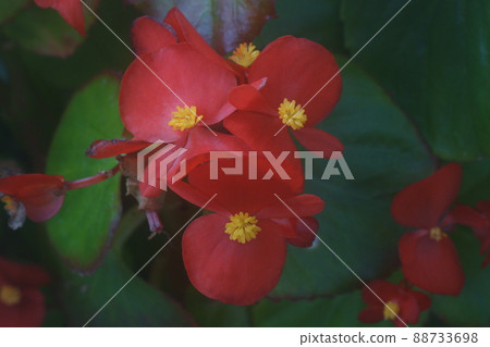 Bekonia Bekonia 88733698