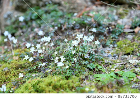 百草仁的花朵 88733700