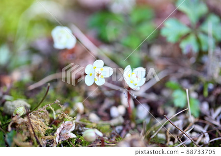 百草仁的花朵 88733705