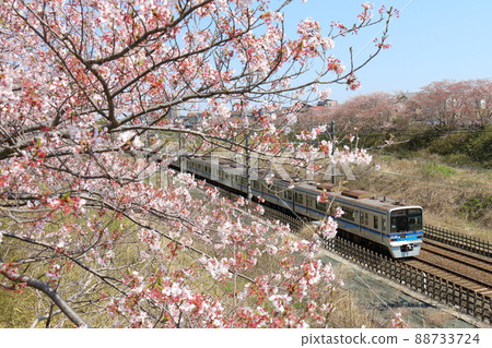 Near Shirai City, Chiba Prefecture Hokuso Railway 7500 series passing through the Hokuso Line and Sakura in full bloom Near Shirai City, Chiba Prefecture Hokuso Railway 7500 series passing through the Hokuso Line and Sakura in full bloom 88733724