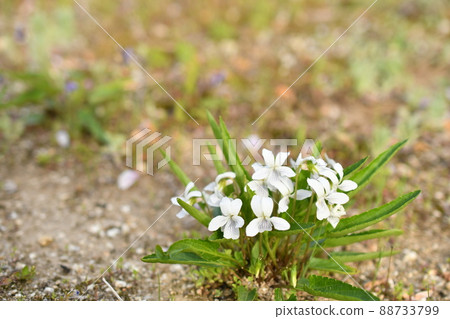 Violet (white) 88733799