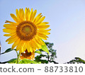 A sunflower shining in the blue sky 88733810