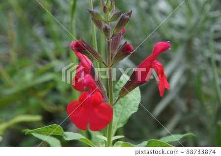Cherry sage 88733874