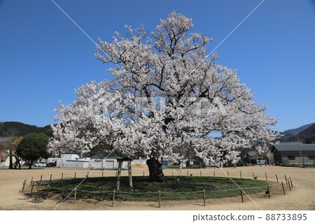 [April, Echizen City, Fukui Prefecture] Edohigan cherry blossoms blooming in the school playground of Ajimano Elementary School 88733895
