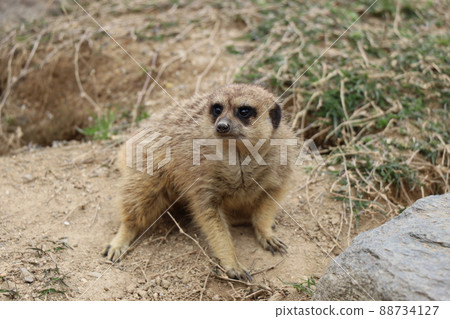 Look at Meerkat Look at Meerkat 88734127