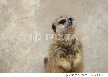 看看Meerkat 88734128