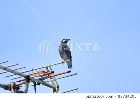 Starlings stopped at the antenna behind the blue sky Starlings stopped at the antenna behind the blue sky 88734203