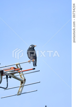 Starlings stopped at the antenna behind the blue sky 88734204