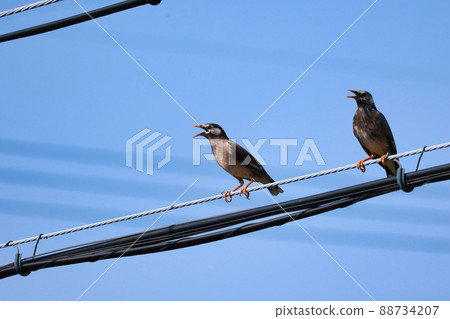 Starlings stopped at the antenna behind the blue sky Starlings stopped at the antenna behind the blue sky 88734207