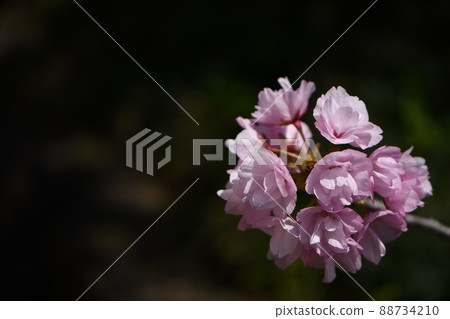Yaezakura Yaezakura 88734210
