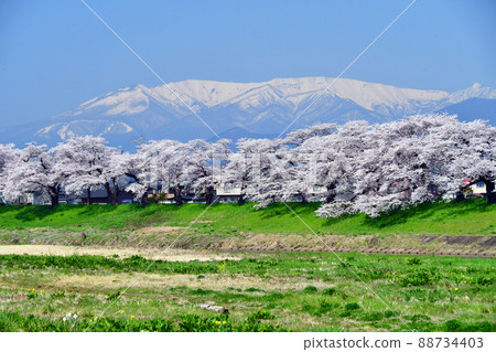 Miyagi Prefecture Shiroishi River Bank Ichimoku Senbonzakura and Zao Mountain Range Miyagi Prefecture Shiroishi River Bank Ichimoku Senbonzakura and Zao Mountain Range 88734403