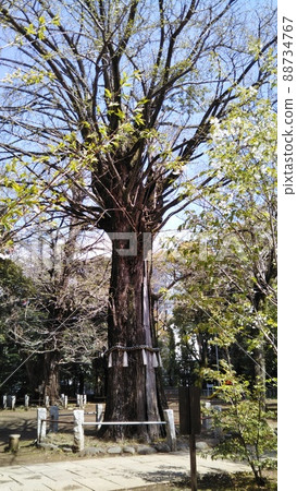 Ginkgo tree 88734767