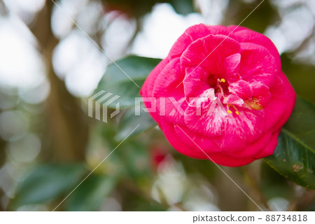 red camellia flower 88734818