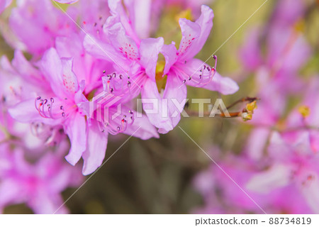 岩石杜鵑花盛開 88734819