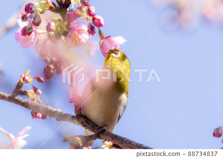 Kawazu cherry tree and mezzo 88734837