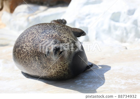 [Sakai City, Fukui Prefecture, Echizen Matsushima Aquarium, April] Spotted seals 88734932