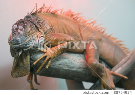 [Sakai City, Fukui Prefecture, Echizen Matsushima Aquarium, April] Green iguana relaxing on a tree 88734934