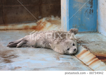 [福井縣堺市，越前松島水族館，4月]白色體毛，海豹寶寶 88734942