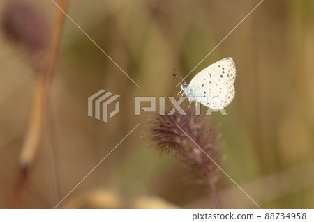 大和Shizimi 88734958