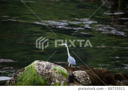 EOSRP. 廣島宮島,海中的灰鷺。 EOSRP. 廣島宮島,海中的灰鷺。 88735011