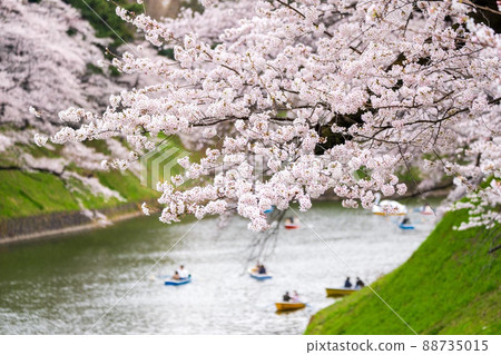 Boating at Chidorigafuchi in full bloom of cherry blossoms 88735015