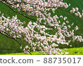 Beautiful landscape photography of Japan in full bloom of cherry blossoms 88735017