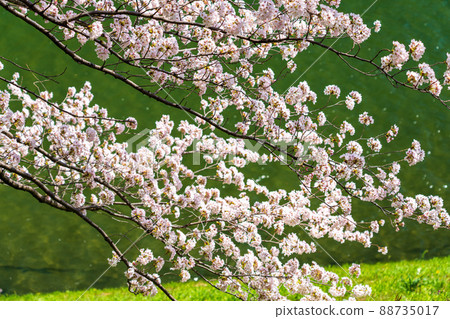 Beautiful landscape photography of Japan in full bloom of cherry blossoms 88735017