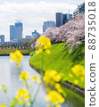 Cherry blossoms in full bloom at Chidorigafuchi in the center of big city Tokyo 88735018