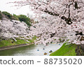 Cherry blossoms in full bloom at Chidorigafuchi in the center of big city Tokyo 88735020