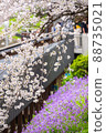 Cherry blossoms and moss phlox in full bloom at Chidorigafuchi in the center of big city Tokyo 88735021
