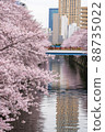 The cherry blossoms in full bloom on the Meguro River are very beautiful 88735022