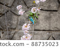The blue kingfisher and cherry blossoms are very beautiful 88735023